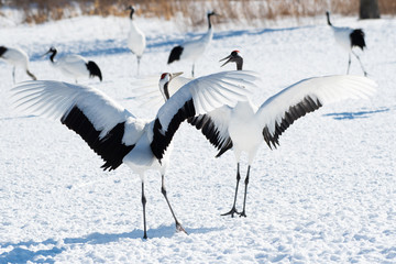 Red-crowned cranes dancing in Tsurui village, Hokkaido, Japan