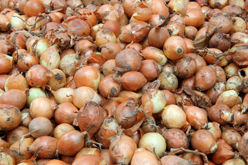 onions in the market