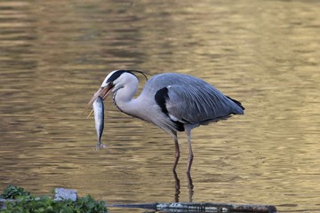 Grey heron (Ardea cinerea) with a fish