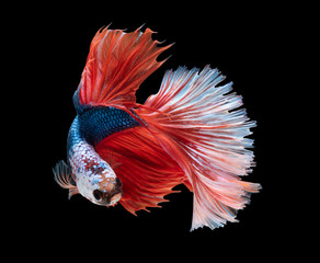 Obraz premium beautiful betta splendens isolated on black background (Fancy Halfmoon)