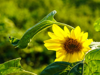 Yellow sunflower, lit by the hot summer sun. The living sun grows in the garden