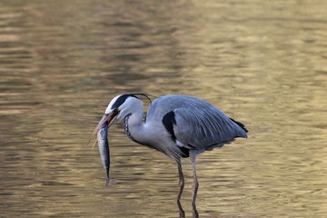 Grey heron (Ardea cinerea) with a fish