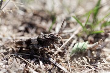  Blue-winged grasshopper, Oedipoda caerulescens