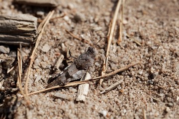  Blue-winged grasshopper, Oedipoda caerulescens