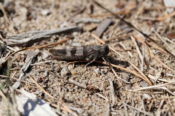  Blue-winged grasshopper, Oedipoda caerulescens
