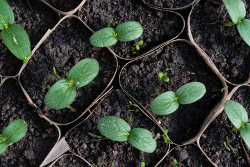 Growing cucumber seedlings. Seedlings in boxes, growing in a greenhouse, February, March. Top view, flat lay.