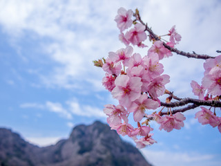 【静岡県伊豆の国市】満開の桜【城山桜】