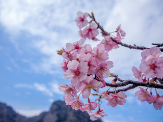 【静岡県伊豆の国市】満開の桜【城山桜】