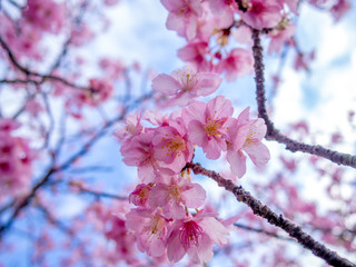 【静岡県伊豆の国市】満開の桜【城山桜】