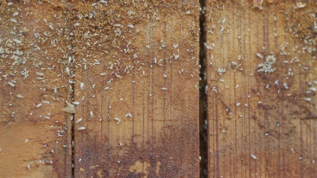Kitchen board for cutting food in which bacteria and microorganisms live, macro photography, microbiology
