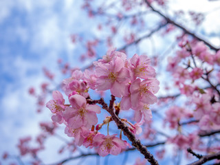 【静岡県伊豆の国市】満開の桜【城山桜】