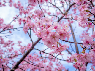 【静岡県伊豆の国市】満開の桜【城山桜】