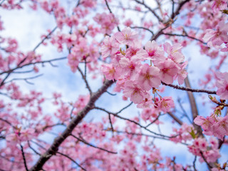 【静岡県伊豆の国市】満開の桜【城山桜】