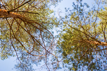 Pine trees bottom up view.