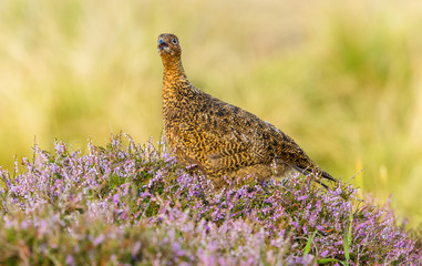 Red Grouse (Lagopus lagopus) in natural habitat of heather, grasses and reeds on Grouse Moor.  Horizontal