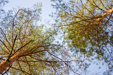 Pine trees bottom up view.