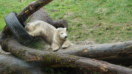 Polar bear babys plaing on logs with car tire