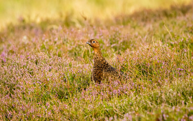Naklejka na ściany i meble Red Grouse (Lagopus lagopus) in natural habitat of heather, grasses and reeds on Grouse Moor. Horizontal