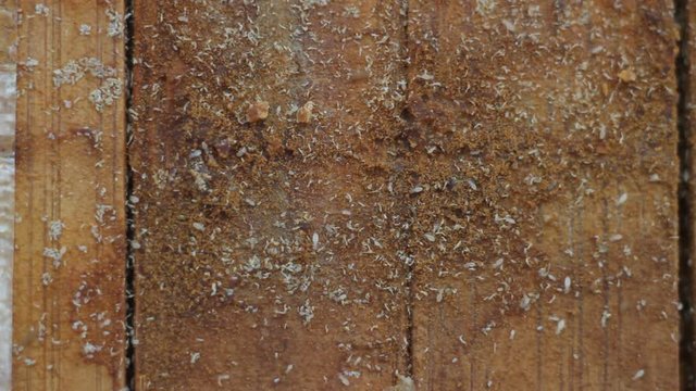 Kitchen board for cutting food in which bacteria and microorganisms live, macro photography, microbiology
