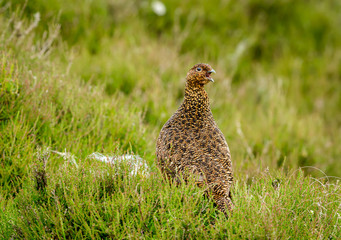 Red Grouse (Lagopus lagopus) in natural habitat of heather, grasses and reeds on Grouse Moor.  Horizontal