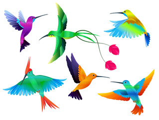 Tropical birds. Hummingbirds toucan colored parrot exotic birds zoo cartoon vector collection. Hummingbird tropical exotic, animal various bright illustration