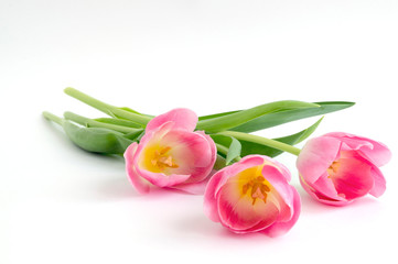 Spring flowers. Pink blooming tulips close up.