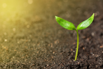 Young plant growing in sunlight
