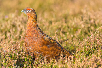 Red Grouse (Lagopus lagopus) in natural habitat of heather, grasses and reeds on Grouse Moor.  Horizontal
