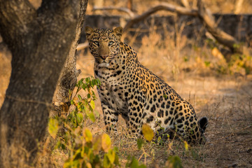 Leopard with a early morning light on his face and expression at jhalana forest reserve, india