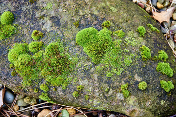 Green moss grows in small bumps on a large gray stone. Close-up. Moss with carved leaves of bright green color. Selective focus.