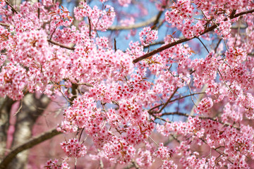 Wild Himalayan Cherry Blossoms in spring season (Prunus cerasoides), Sakura in Thailand, selective focus