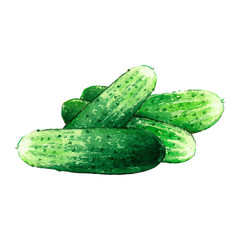 cucumber watercolor illustration on white background
