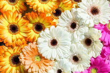 Daisy flower gerbera heads bouquet background. Flat lay floristic spring pattern