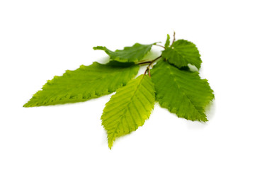 Green chestnut leaf isolated on white background