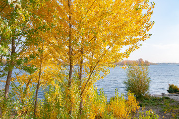Fototapeta premium Poplar trees with yellow and orange leaves close to the Dnieper river in Kiev, Ukraine, at the beginning of autumn, with a soft cloudy sky