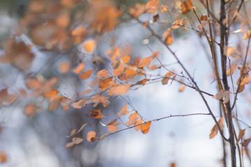 dry orange leaves on the branches. light blue background
