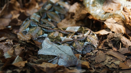 rattle snake changing skin on forest ground