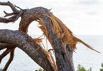 Fototapeta na wymiar Storm Damage - Broken Maritime Pine Tree