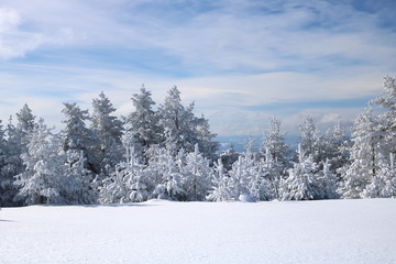 Spruce Tree Forest Covered by Snow in Winter