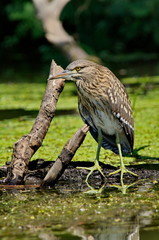 Night Heron (Nycticorax nycticorax) 