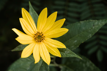 Yellow Helianthus tuberosus or Jerusalem Artichoke flower growing near the forest