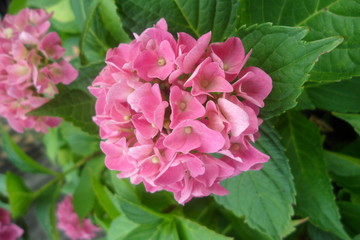 Obraz premium Pink Hydrangea 