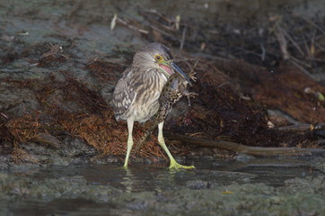 Night Heron (Nycticorax nycticorax) 