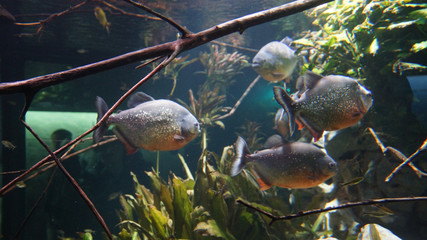 piranhas swimming in swarm amazonas