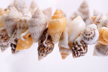 primo piano di braccialetto di conchiglie