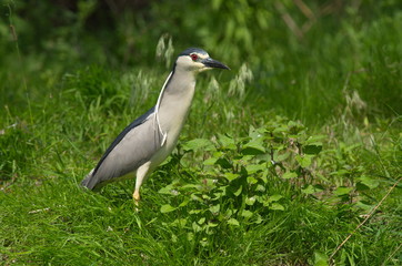 Naklejka premium Night Heron (Nycticorax nycticorax) 