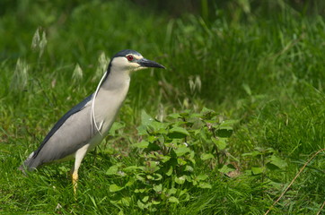 Night Heron (Nycticorax nycticorax) 