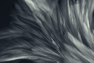 Black chicken feathers in soft and blur style for background