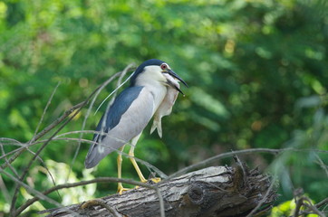 Night Heron (Nycticorax nycticorax) 