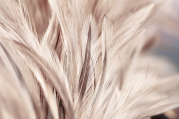 Chicken feathers in soft and blur style for background and art design
